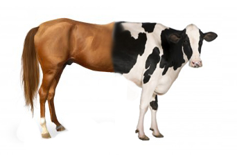 A Horse Cow